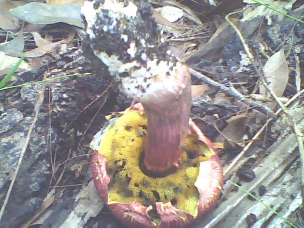 Boleto da DETERMINARE.